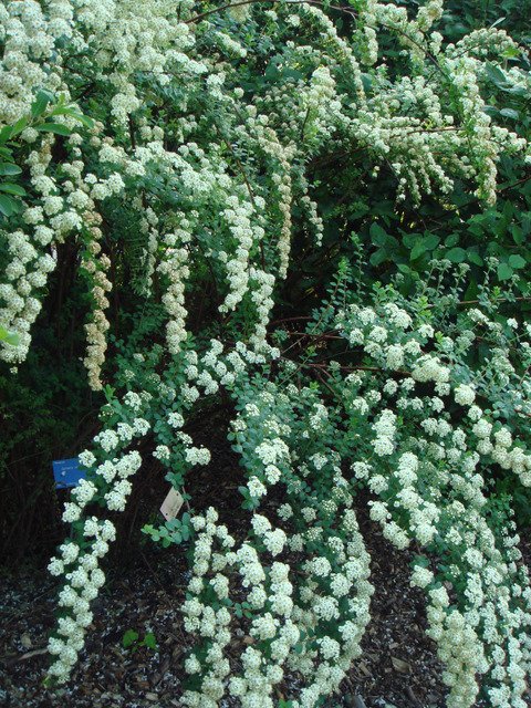 Spiraea crenata P2A P2AD